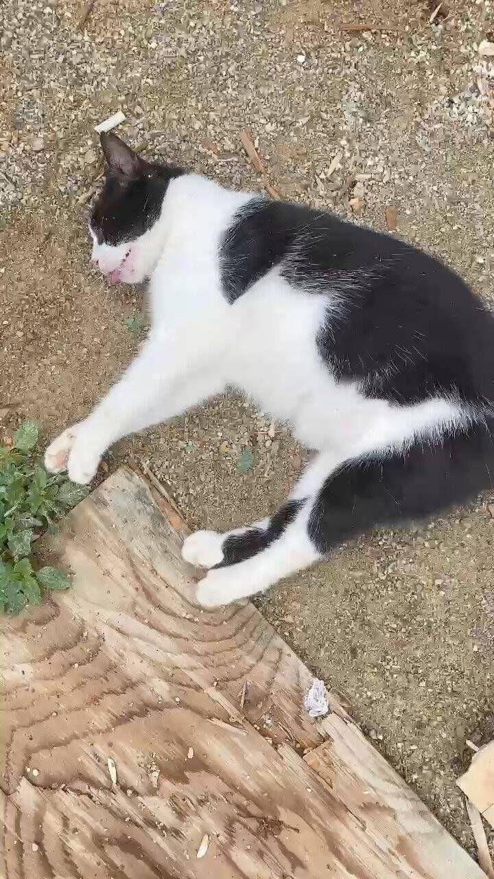 Köpek ve kedileri zehirlediler