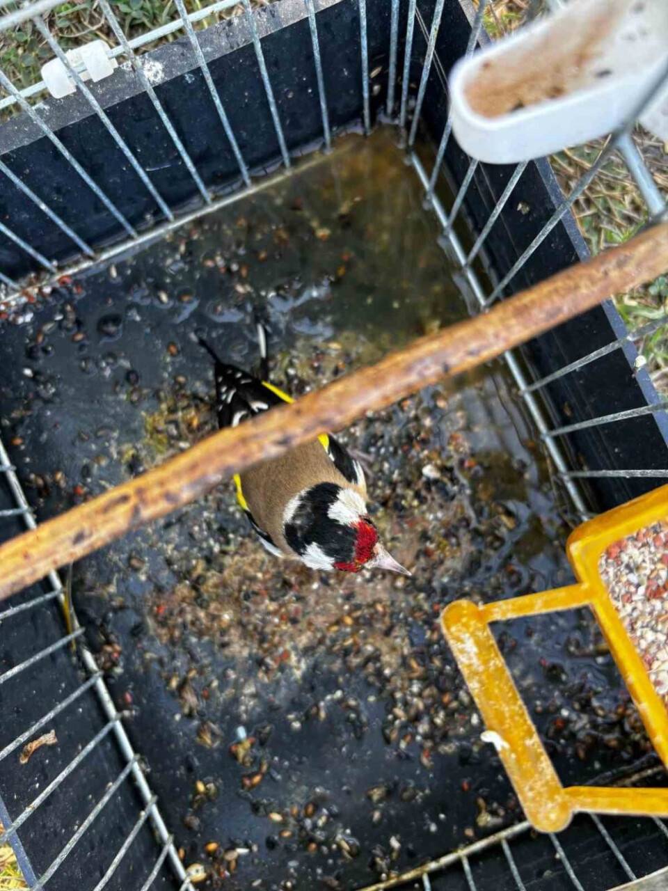 8 saka kuşunu izinsiz yakalayan kaçak avcıya 45 bin lira tazminat cezası