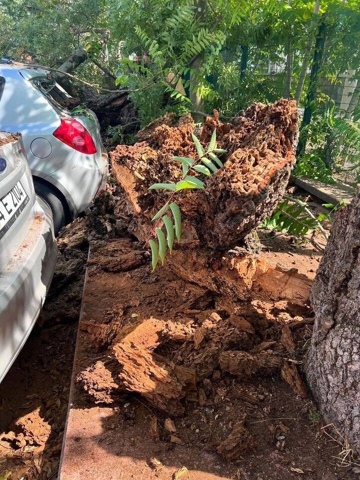 Sakarya’da çürüyen ağaç devrildi, 4 araç hasar gördü