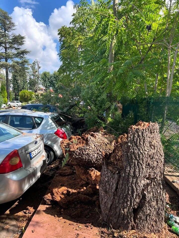 Sakarya’da çürüyen ağaç devrildi, 4 araç hasar gördü