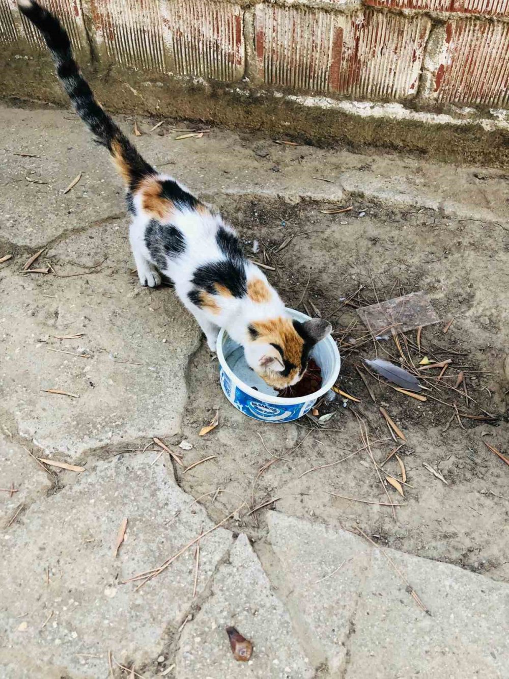 Çıktığı ağaçtan inemedi imdadına itfaiye yetişti