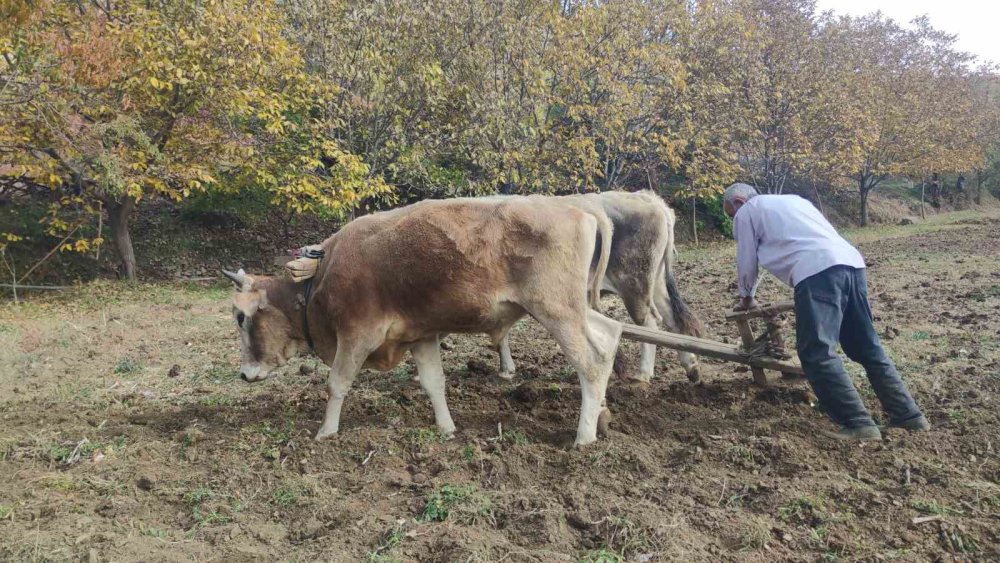 Bu köydeki tarım halen karasabanla yapılıyor