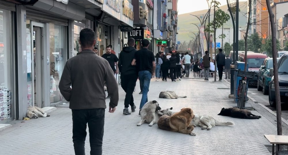 12 yaşın daki Eslem'in ölümü sokak hayavanları düzenlemesini yeniden gündeme getirdi