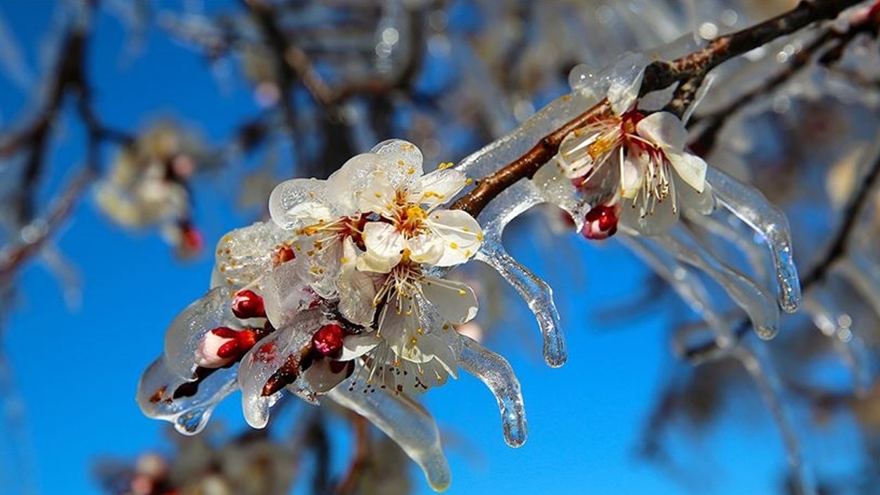 meteoroloji-konya-icin-zirai-don-uyarisi-yapti-52661.jpg