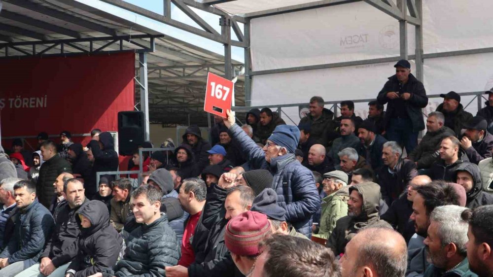 Boğa fiyatına Koç!
