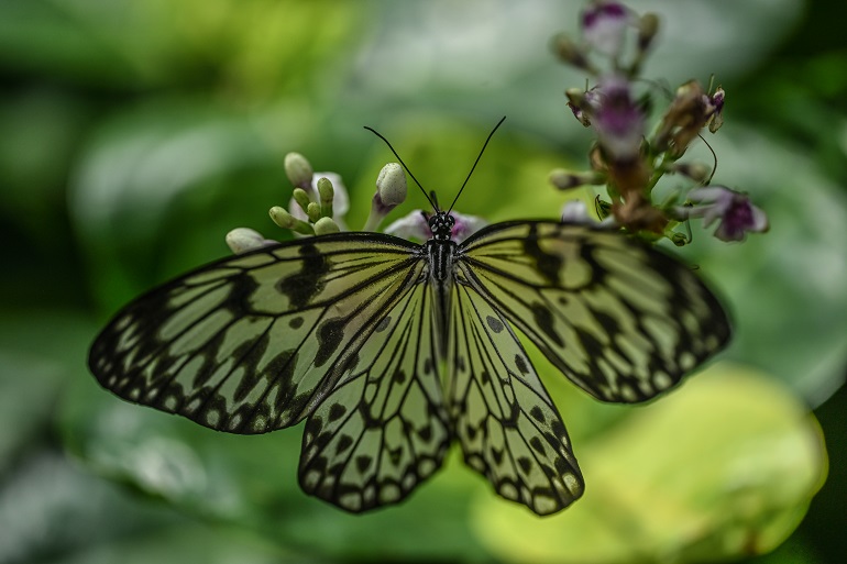 aa-20250502-37819789-37819765-kelebegin-pupa-evresinden-kanat-cirpma-yolculugu.jpg