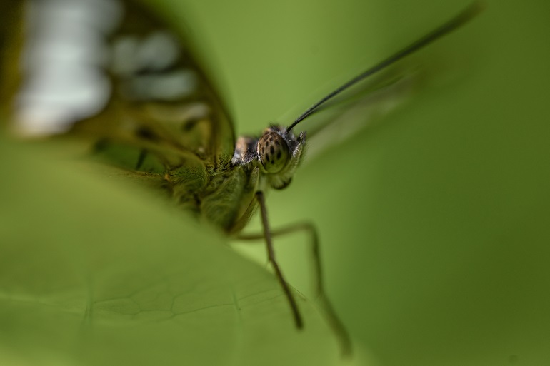 aa-20250502-37819789-37819775-kelebegin-pupa-evresinden-kanat-cirpma-yolculugu.jpg