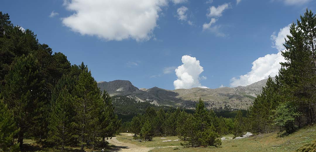 islibucak-ormanlari-1.jpg