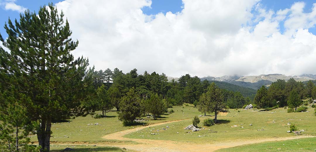islibucak-ormanlari-13.jpg