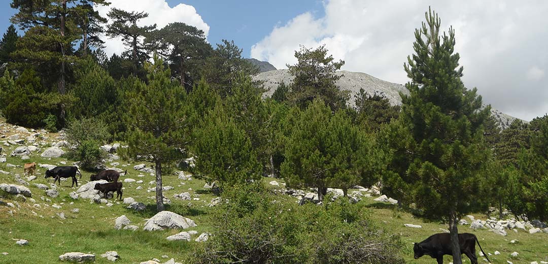 islibucak-ormanlari-9.jpg