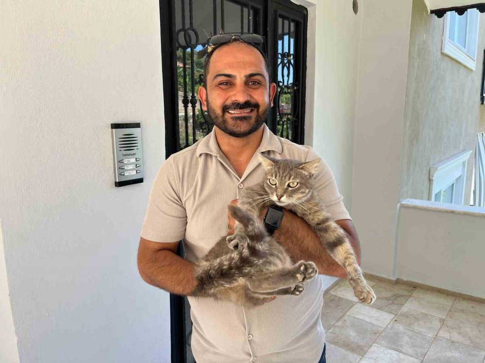 Apartmana giren yılana kafa tutan cesursokak kedisi evin bekçisi oldu