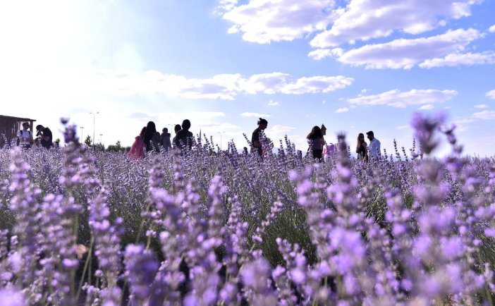 karatay-lavanta-gecen-yil3.jpg