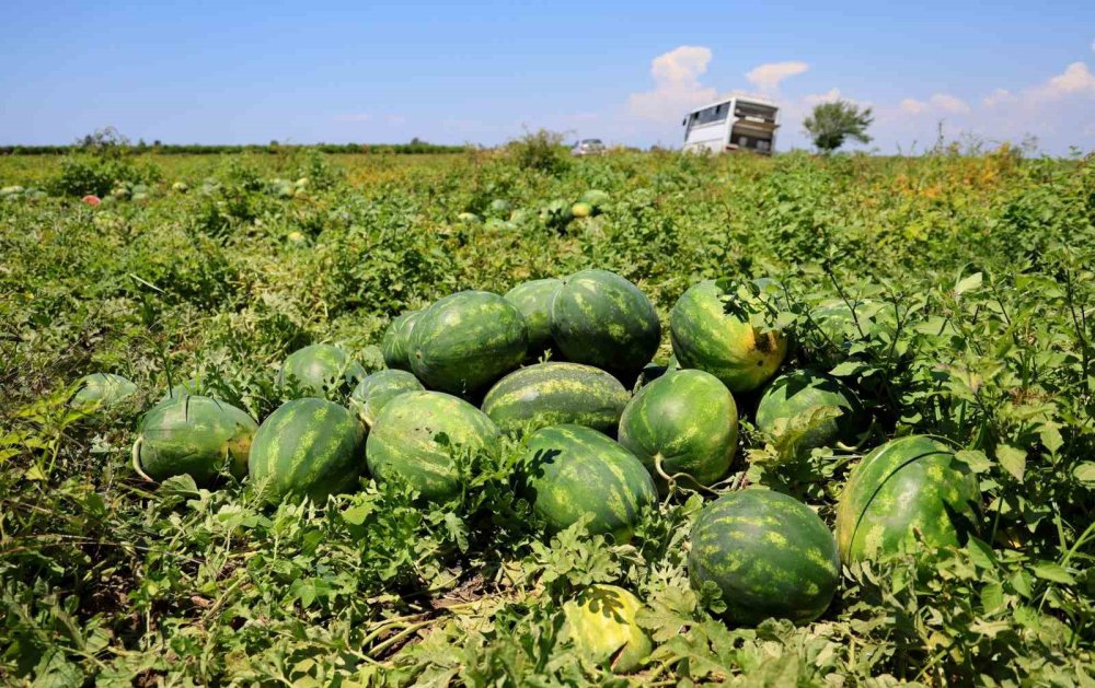 Sosyal medyadaki "karpuz" tartışması: Adana mı? Diyarbakır mı?
