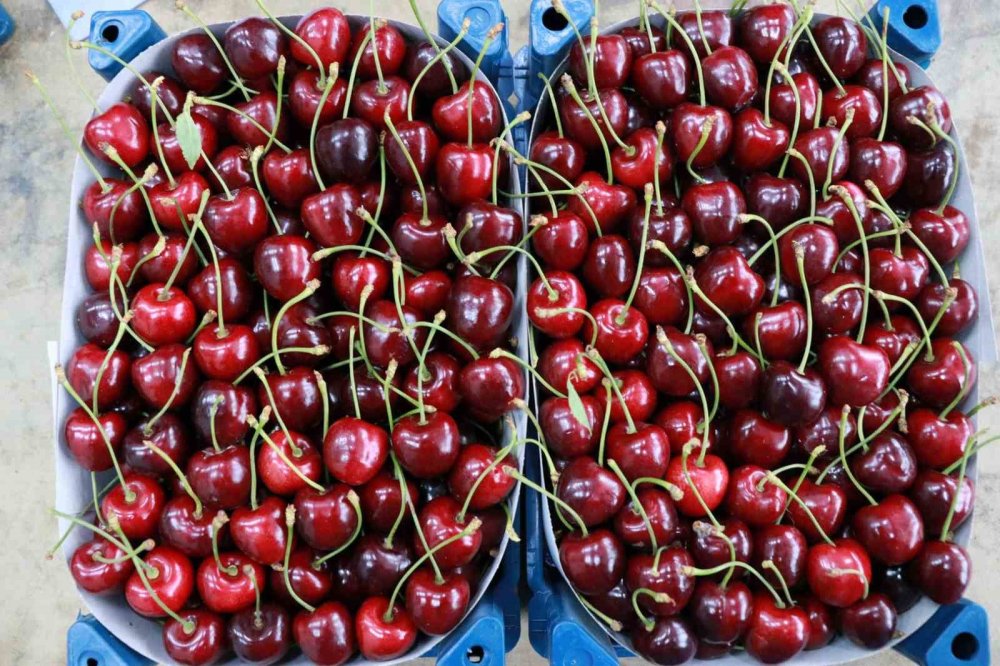 Konya'nın ünlü kirazı dalında 400 TL