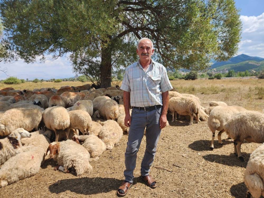 130 bin TL maaşla çoban bulamıyorlar!