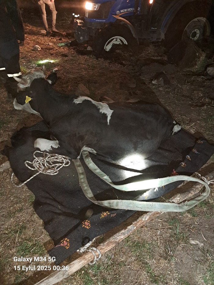 aa-20250915-39117928-39117925-seydisehirde-batakliga-saplanan-inek-kurtarildi.jpg