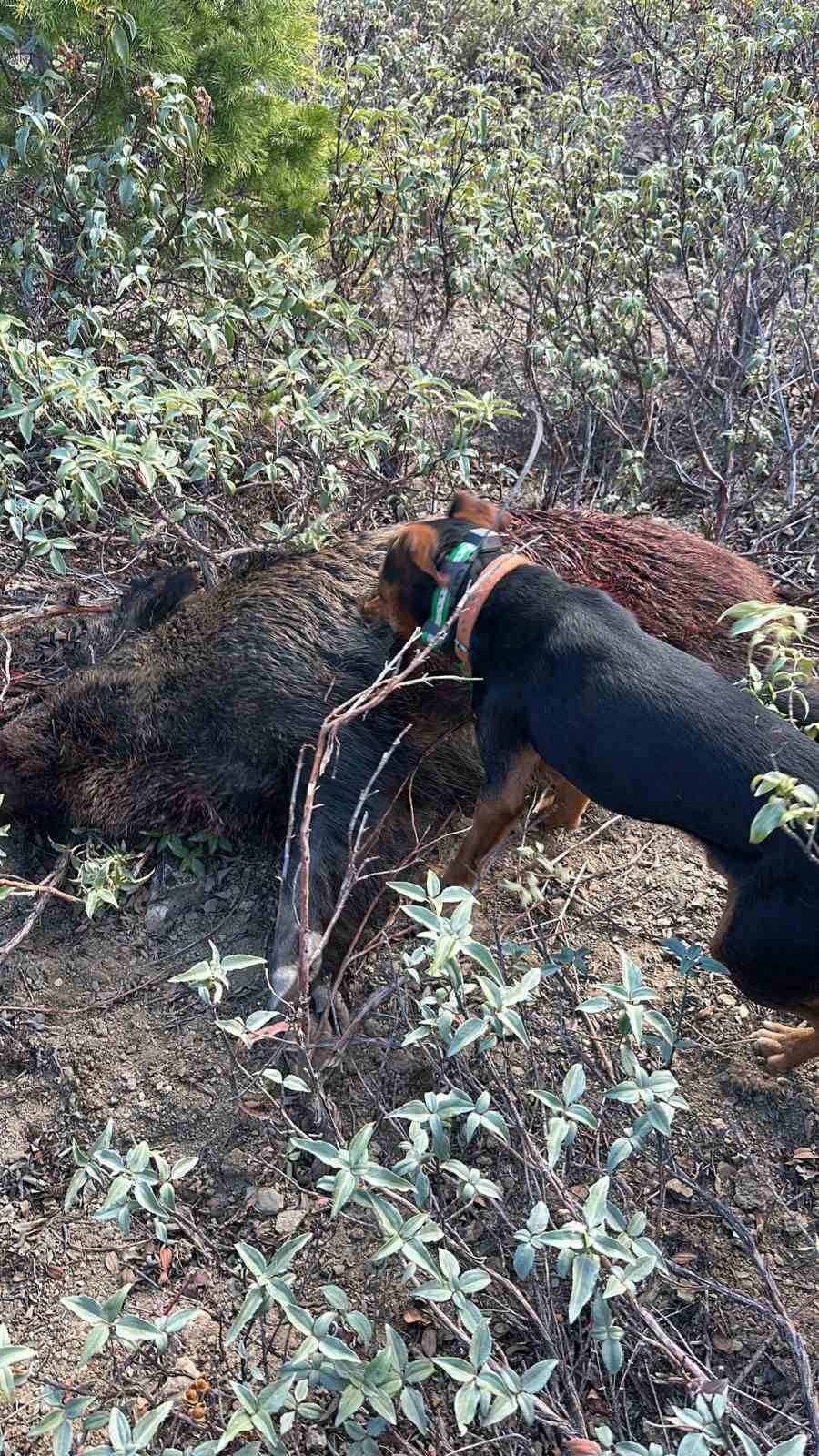 Konya'da artan yaban domuzları için sürek avı yapıldı