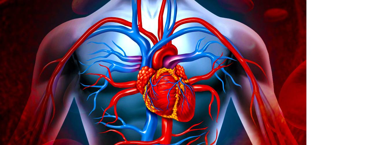 kalp-damar-hastaliklari.jpg