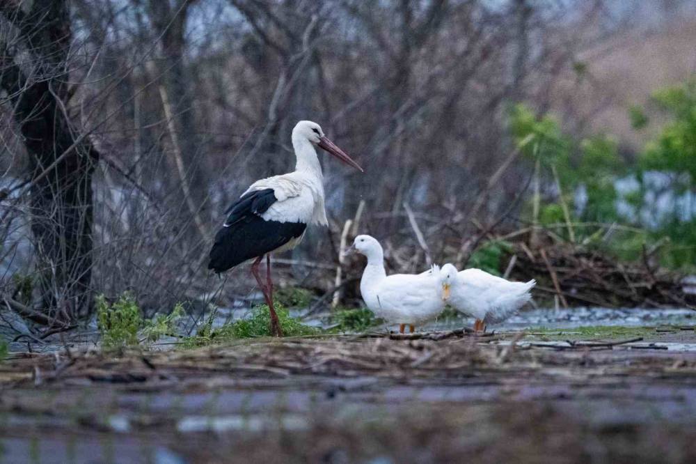 Taren Leylek ile Balıkçı Adem'in 15. buluşması gerçekleşti