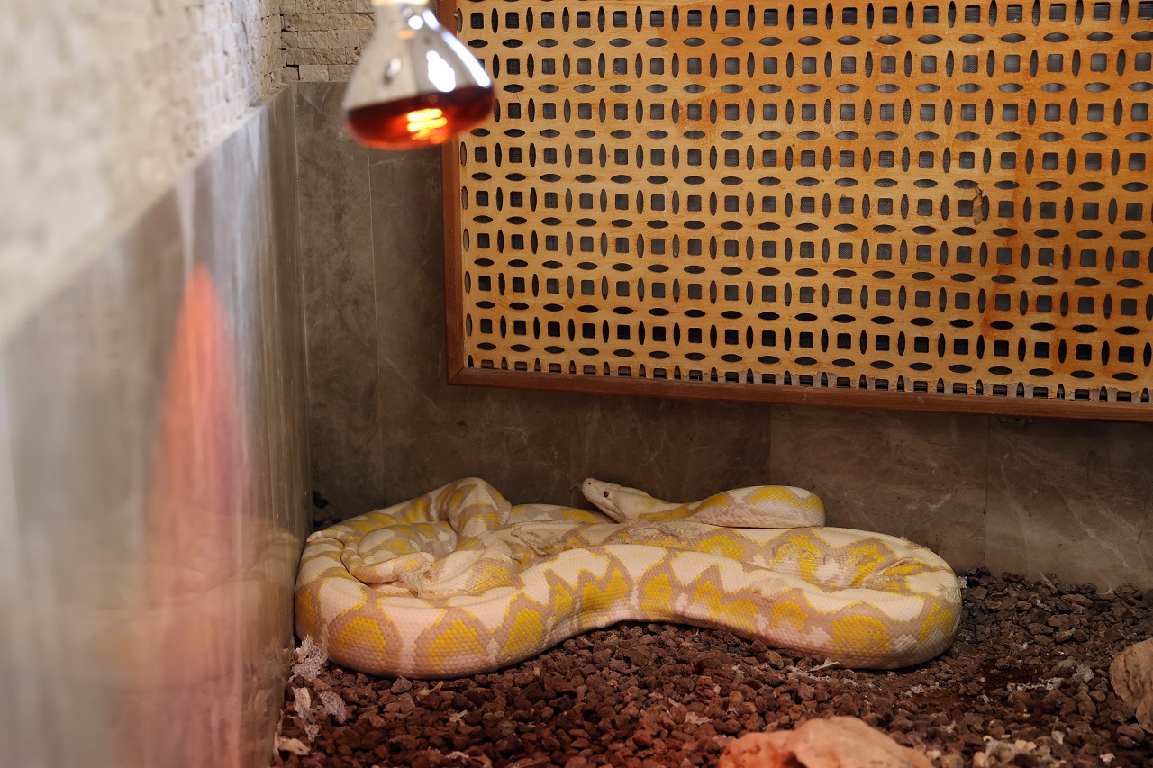 aa-20260309-40772602-40772600-konyadaki-merkezde-albino-pitonlara-ozel-sartlarda-bakiliyor.jpg