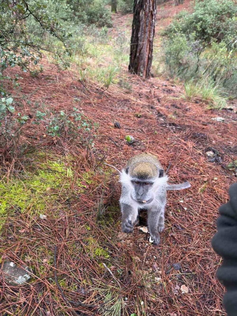 Firari maymunlar Konya'ya getirilecek