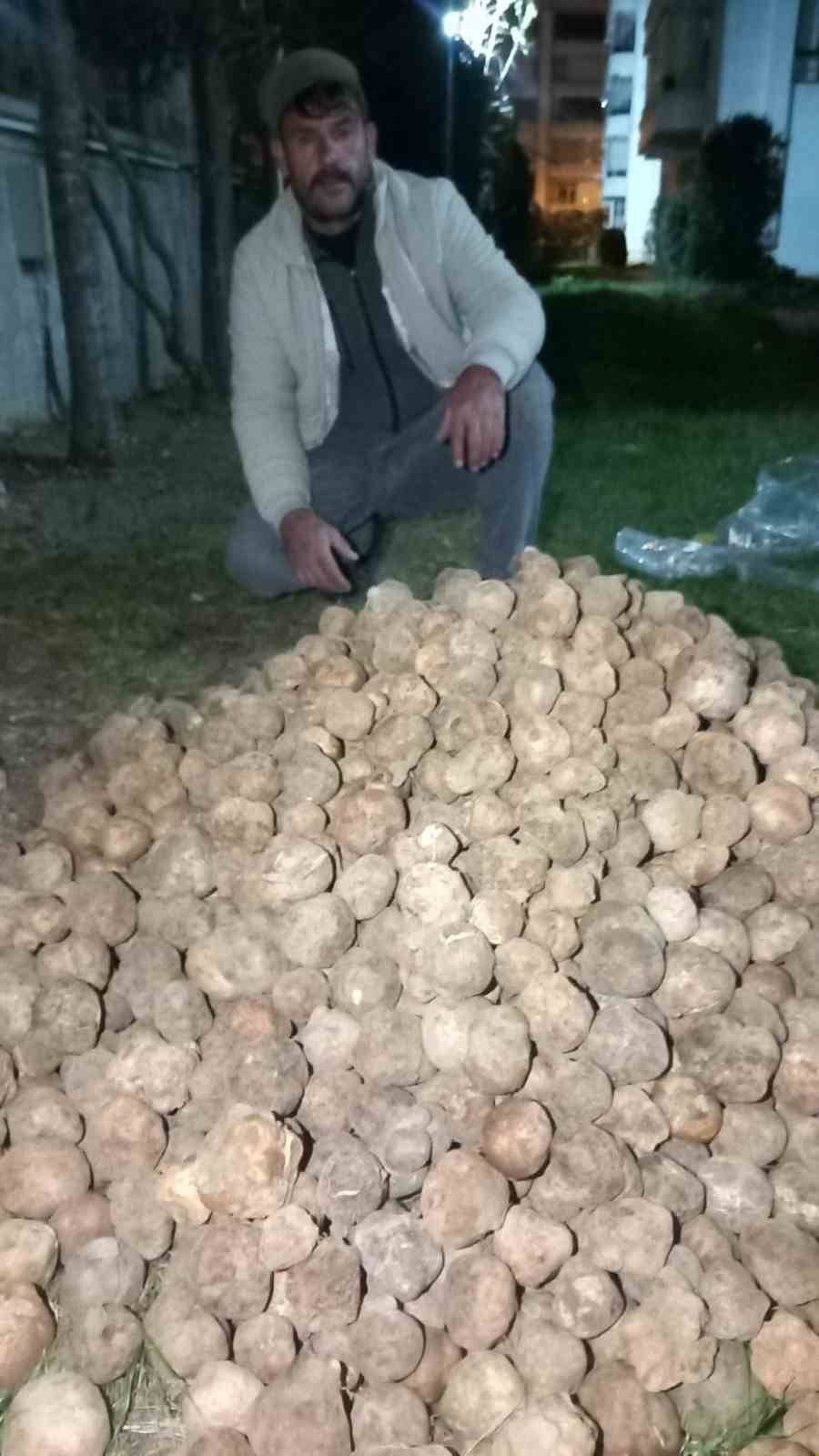"Dolaman kurdu" günde 60 bin liralık mantar buluyor