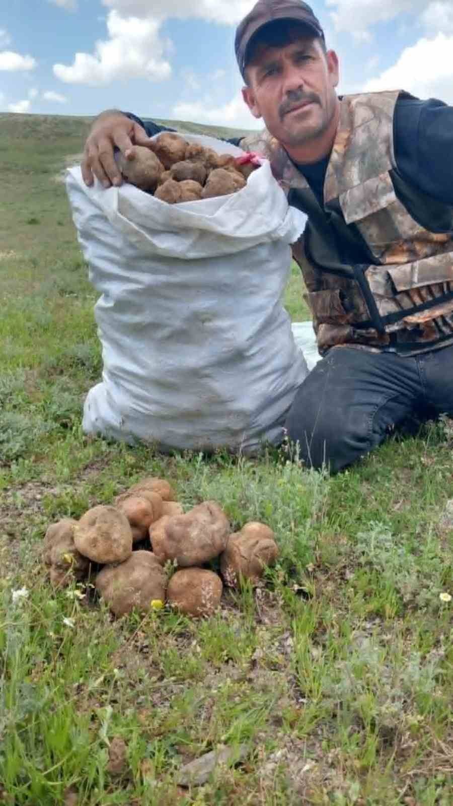 "Dolaman kurdu" günde 60 bin liralık mantar buluyor
