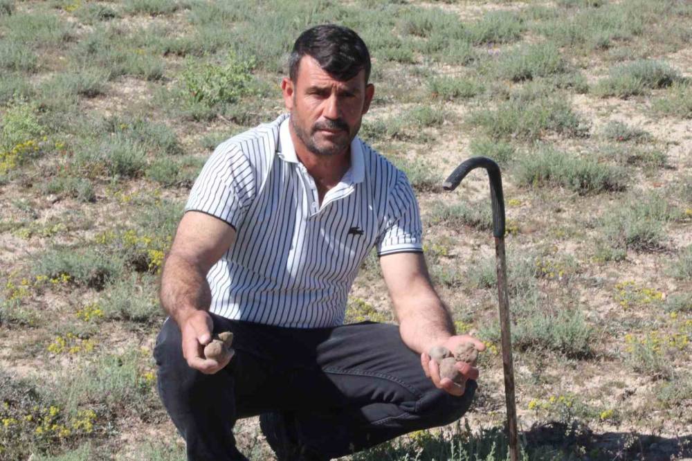 "Dolaman kurdu" günde 60 bin liralık mantar buluyor
