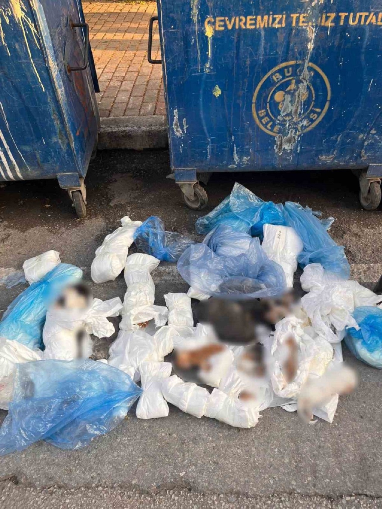 izmir-kedi-olu.jpg