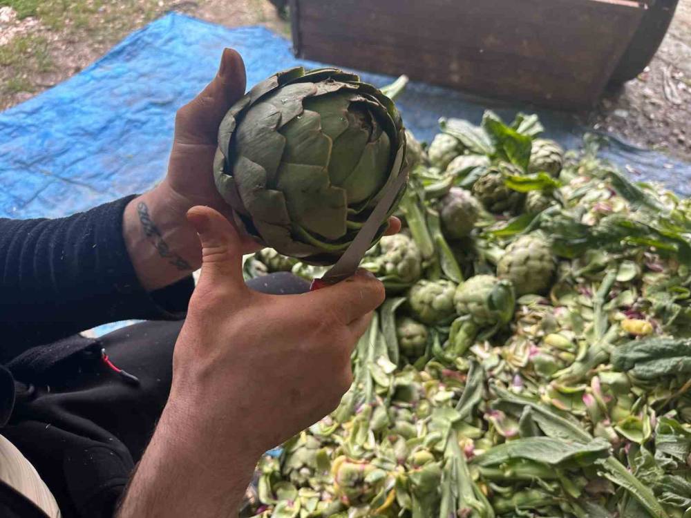 Enginar soyarak ayda 240 bin lira kazanıyor