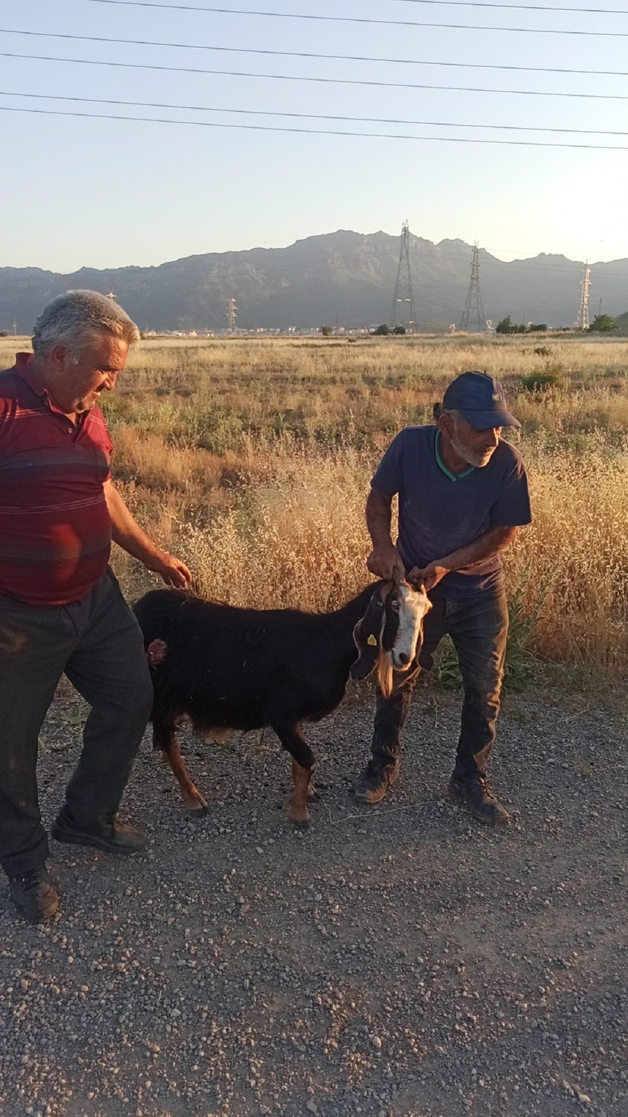sokak-kopekleri-3.jpg