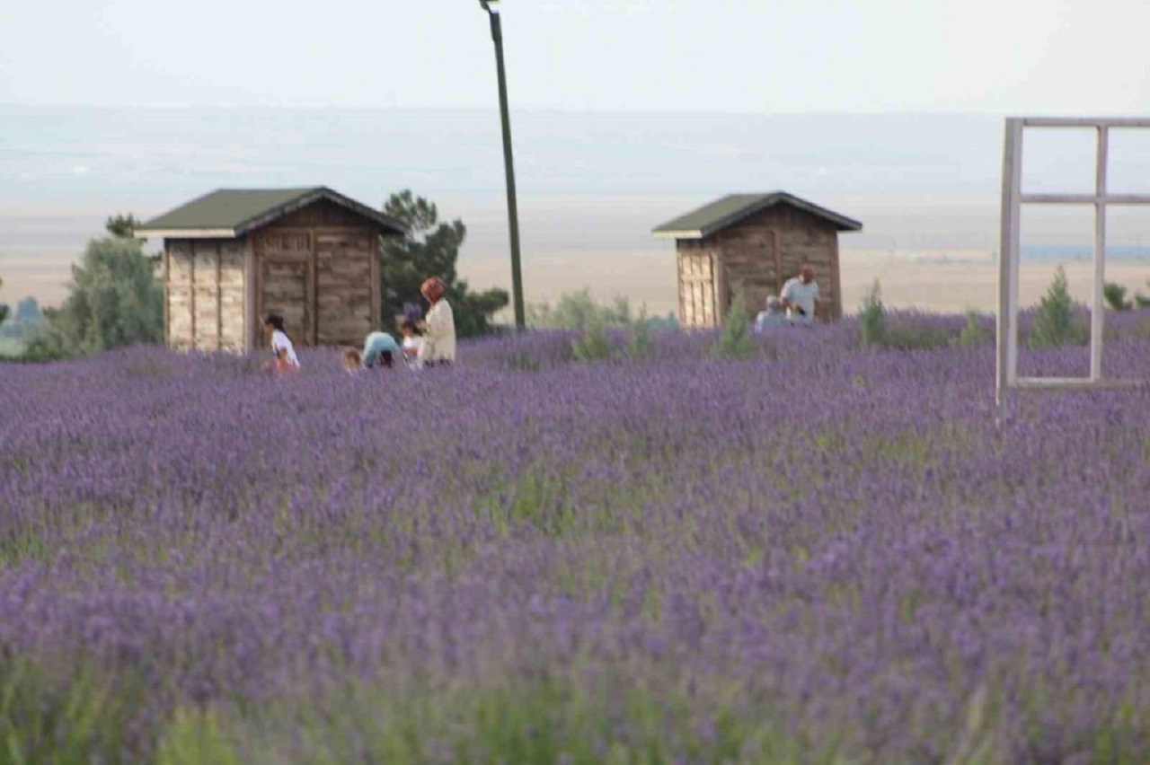 karapinar-lavanta-bahcesi.jpg