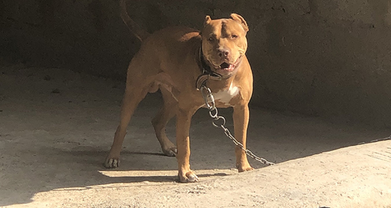 pitbull-almanya.jpg