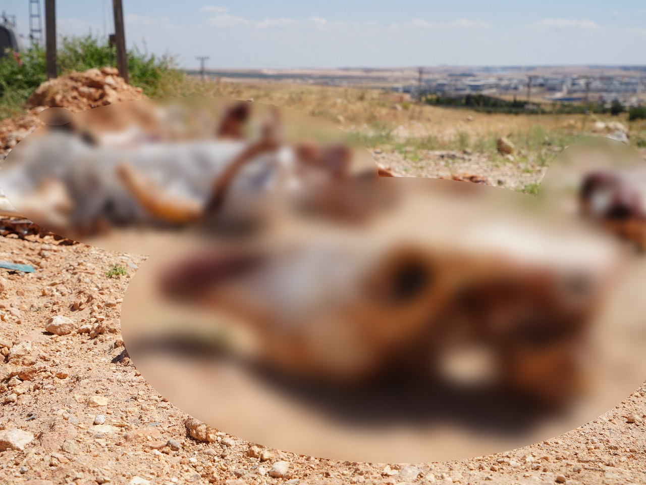 at-gaziantep-2.jpg