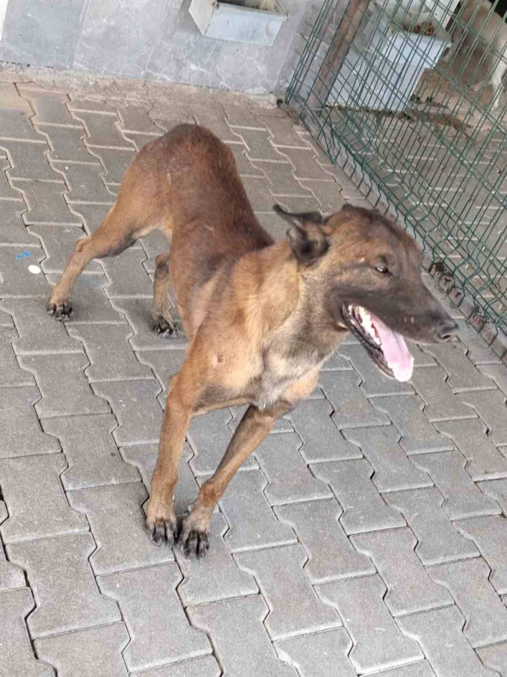 Köpek saldırısında ağır yaralanan 3 yaşındaki çocuk Konya Şehir Hastanesi'ne sevk edildi