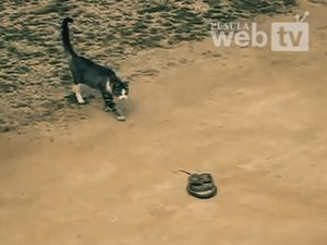 Kedi VS Yılan