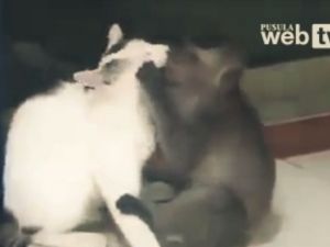 Maymun Ve Kedi Aşkı