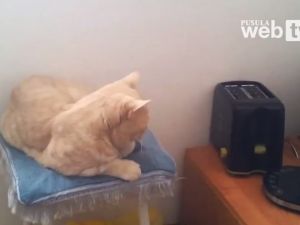 Kedilerin Ekmek Kızartma Makinasıyla Sınavı