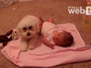 Bebeği Koruyan Köpek