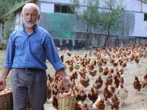 Tavukların efendisi!..