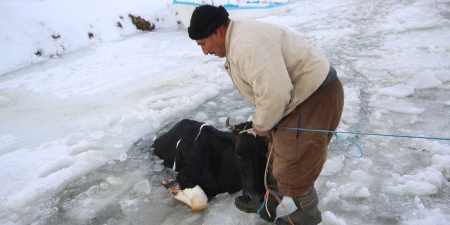 Donan gölde kırılan buzdan sulara düşen inek kurtarıldı