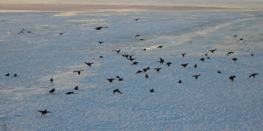 Buz tutan gölde aç kalan köpekler su kuşu avında