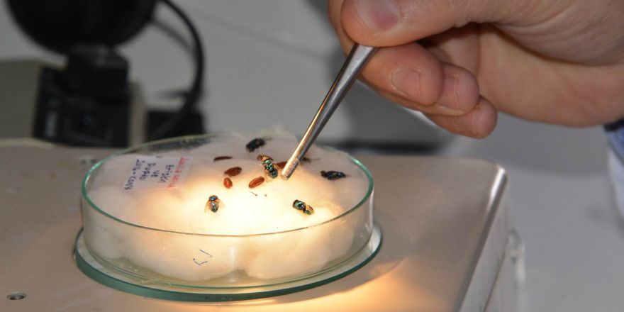 Selçuk Üniversitesi, derin yaraları iyileştirecek sinek larvası üretecek