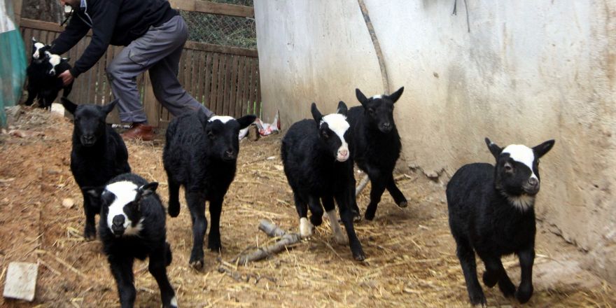 Ukrayna'dan getirdi köşeyi döndü