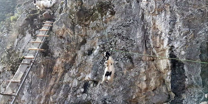 Teleferik değil KEÇİ kurtarma hattı