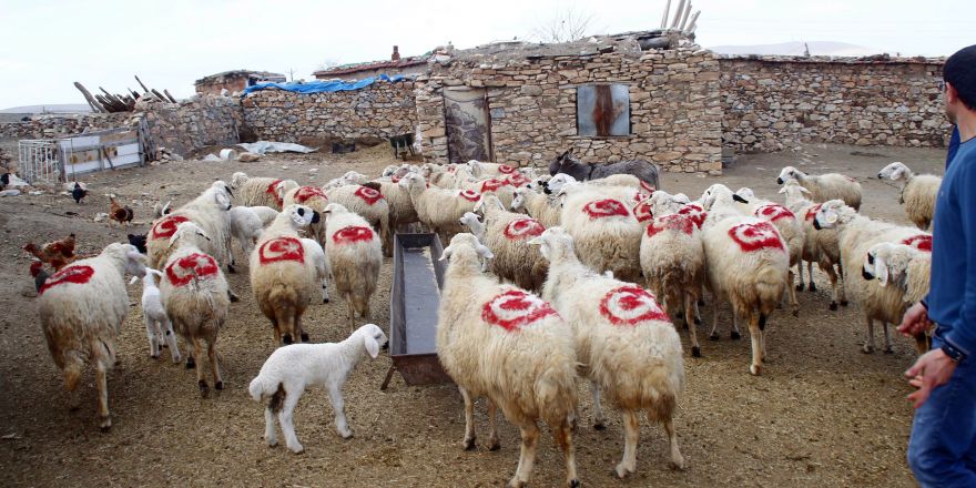 Vatan sevgisini koyunlarına aşıladı