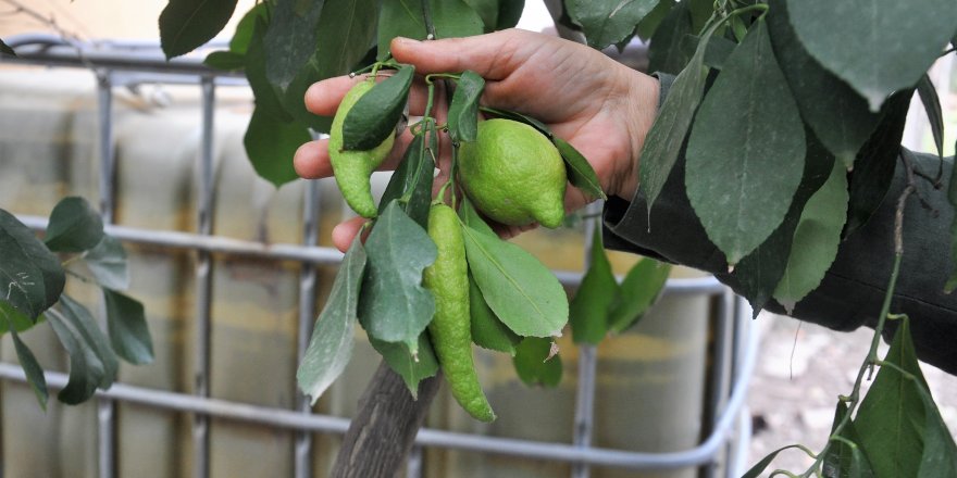 Bibere benzeyen limon görenleri şaşırtıyor