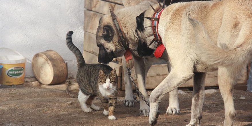 Kangallar ile kedilerin şaşırtan dostluğu