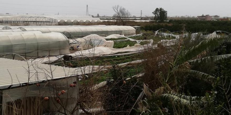 Karaborsacılar, hem tüketiciyi hem de üreticiyi zor durumda bırakıyor