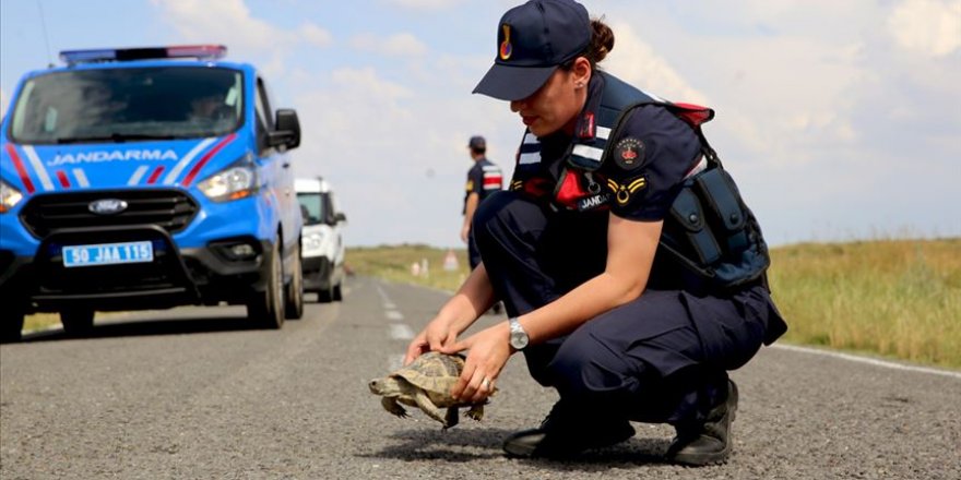 Jandarmanın 'kaplumbağa' mesaisi